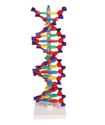 DNA double helix