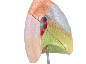 Model pulmonar, didactic, în 2 părţi