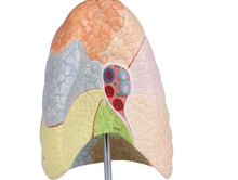 Load image into Gallery viewer, Model pulmonar, didactic, în 2 părţi