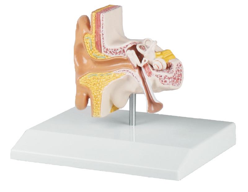 Model de ureche, de 1,5 ori dimensiunea naturală - EZ Augmented Anatomy