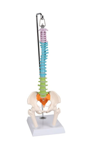Coloană vertebrală în miniatură flexibilă