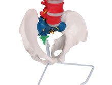 Load image into Gallery viewer, Coloană vertebrală flexibilă