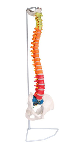 Coloană vertebrală flexibilă, didactică