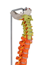 Load image into Gallery viewer, Coloană vertebrală flexibilă