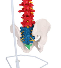 Load image into Gallery viewer, Coloană vertebrală flexibilă