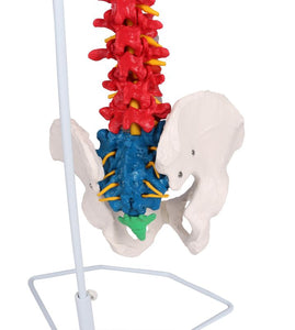 Coloană vertebrală flexibilă