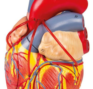Inimă cu Bypass, 2x dimensiune naturală, 4 părţi