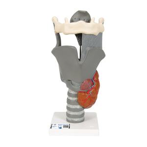 Model funcţional de laringe, de 2,5 ori dimensiune completă - 3B Smart Anatomy