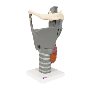 Model funcţional de laringe, de 2,5 ori dimensiune completă - 3B Smart Anatomy