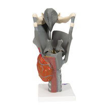 Load image into Gallery viewer, Model funcţional de laringe, de 2,5 ori dimensiune completă - 3B Smart Anatomy