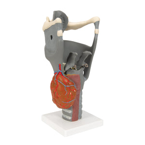 Model funcţional de laringe, de 2,5 ori dimensiune completă - 3B Smart Anatomy