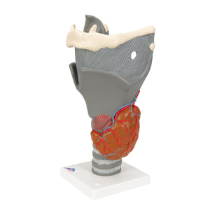 Model funcţional de laringe, de 2,5 ori dimensiune completă - 3B Smart Anatomy