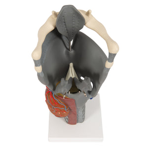 Model funcţional de laringe, de 2,5 ori dimensiune completă - 3B Smart Anatomy