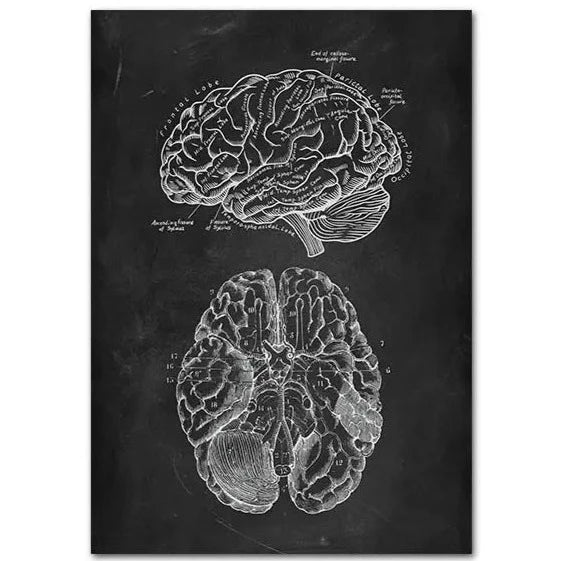 Poster ART Creierul uman