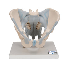 Load image into Gallery viewer, Model de schelet pelvis masculin uman cu ligamente, 2 părţi - 3B Smart Anatomy