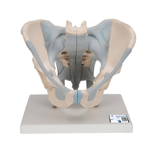 Model de schelet pelvis masculin uman cu ligamente, 2 părţi - 3B Smart Anatomy