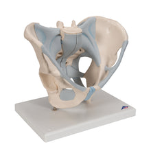 Load image into Gallery viewer, Model de schelet pelvis masculin uman cu ligamente, 2 părţi - 3B Smart Anatomy