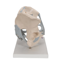 Load image into Gallery viewer, Model de schelet pelvis masculin uman cu ligamente, 2 părţi - 3B Smart Anatomy