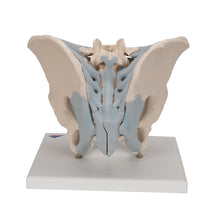 Load image into Gallery viewer, Model de schelet pelvis masculin uman cu ligamente, 2 părţi - 3B Smart Anatomy