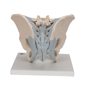 Model de schelet pelvis masculin uman cu ligamente, 2 părţi - 3B Smart Anatomy