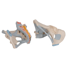 Load image into Gallery viewer, Model de schelet pelvis masculin uman cu ligamente, 2 părţi - 3B Smart Anatomy