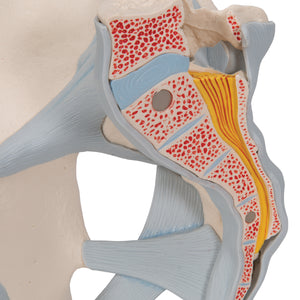 Model de schelet pelvis masculin uman cu ligamente, 2 părţi - 3B Smart Anatomy