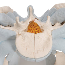 Load image into Gallery viewer, Model de schelet pelvis masculin uman cu ligamente, 2 părţi - 3B Smart Anatomy