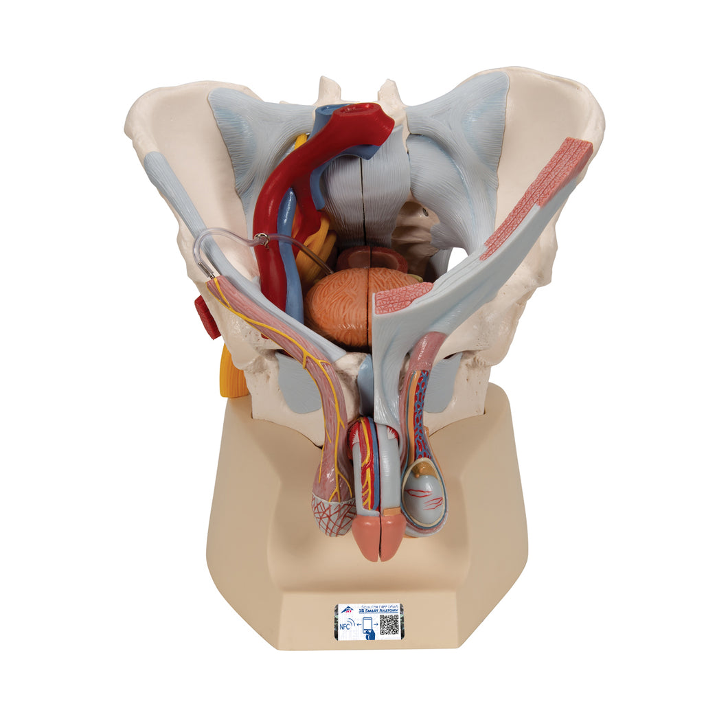 Model de schelet pelvis masculin cu ligamente, vase, nervi, muşchi şi organe ale podelei pelvine, în 7 părţi - 3B Smart Anatomy