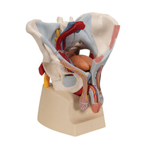 Load image into Gallery viewer, Model de schelet pelvis masculin cu ligamente, vase, nervi, muşchi şi organe ale podelei pelvine, în 7 părţi - 3B Smart Anatomy