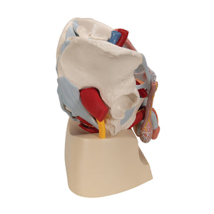 Model de schelet pelvis masculin cu ligamente, vase, nervi, muşchi şi organe ale podelei pelvine, în 7 părţi - 3B Smart Anatomy