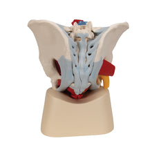 Load image into Gallery viewer, Model de schelet pelvis masculin cu ligamente, vase, nervi, muşchi şi organe ale podelei pelvine, în 7 părţi - 3B Smart Anatomy