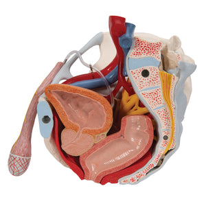 Model de schelet pelvis masculin cu ligamente, vase, nervi, muşchi şi organe ale podelei pelvine, în 7 părţi - 3B Smart Anatomy