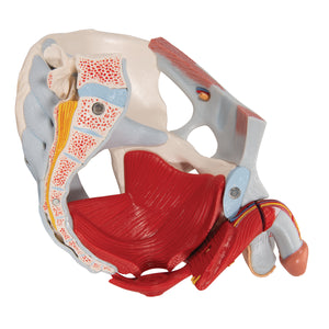 Model de schelet pelvis masculin cu ligamente, vase, nervi, muşchi şi organe ale podelei pelvine, în 7 părţi - 3B Smart Anatomy