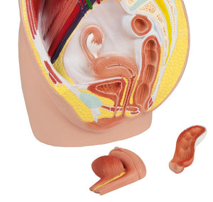 Pelvis feminin, mărime naturală, în trei părţi