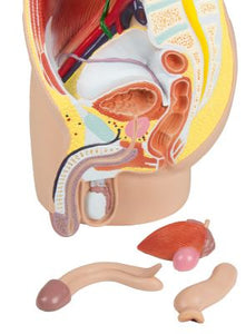 Pelvis masculin, mărime naturală, în 4 părţi