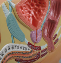 Load image into Gallery viewer, Model secţiune de pelvis masculin, dimensiuni reduse - EZ Augmented Anatomy