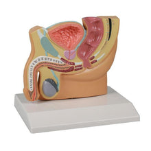 Load image into Gallery viewer, Model secţiune de pelvis masculin, dimensiuni reduse - EZ Augmented Anatomy