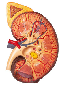 Secţiune de rinichi cu nefron renal și corpuscul renal