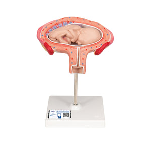 Model de făt, luna a 4-a în poziţie abdominală - 3B Smart Anatomy