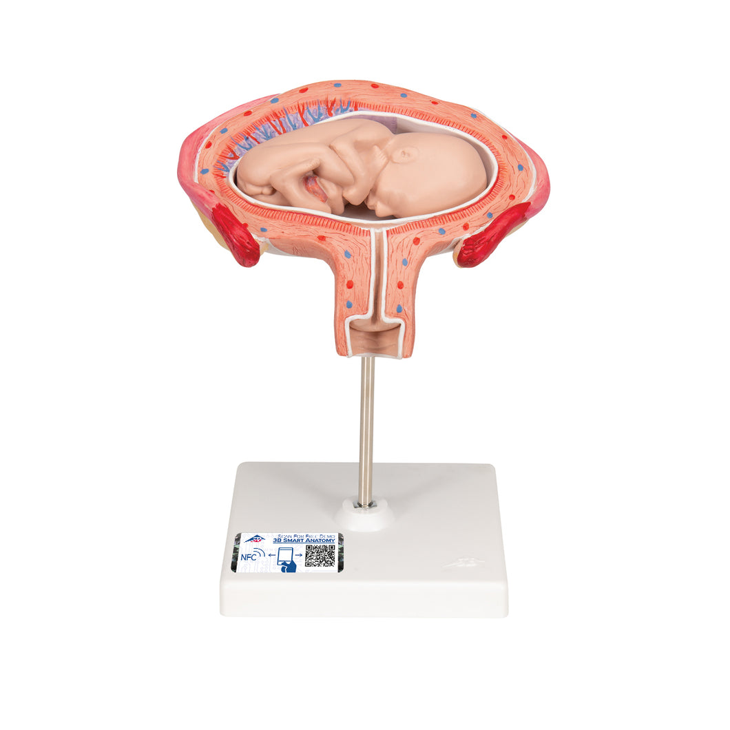 Model de făt, luna a 4-a în poziţie abdominală - 3B Smart Anatomy