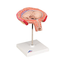 Load image into Gallery viewer, Model de făt, luna a 4-a în poziţie abdominală - 3B Smart Anatomy