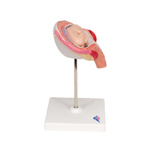 Load image into Gallery viewer, Model de făt, luna a 4-a în poziţie abdominală - 3B Smart Anatomy