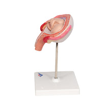 Load image into Gallery viewer, Model de făt, luna a 4-a în poziţie abdominală - 3B Smart Anatomy