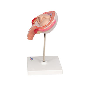 Model de făt, luna a 4-a în poziţie abdominală - 3B Smart Anatomy