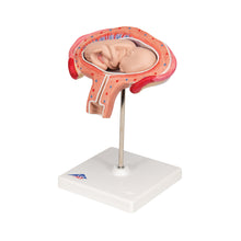 Load image into Gallery viewer, Model de făt, luna a 4-a în poziţie abdominală - 3B Smart Anatomy