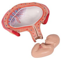Load image into Gallery viewer, Model de făt, luna a 4-a în poziţie abdominală - 3B Smart Anatomy
