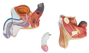 Organe genitale masculine, 4 părţi