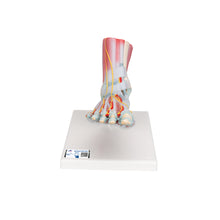 Load image into Gallery viewer, Model de schelet picior cu ligamente şi muşchi - 3B Smart Anatomy