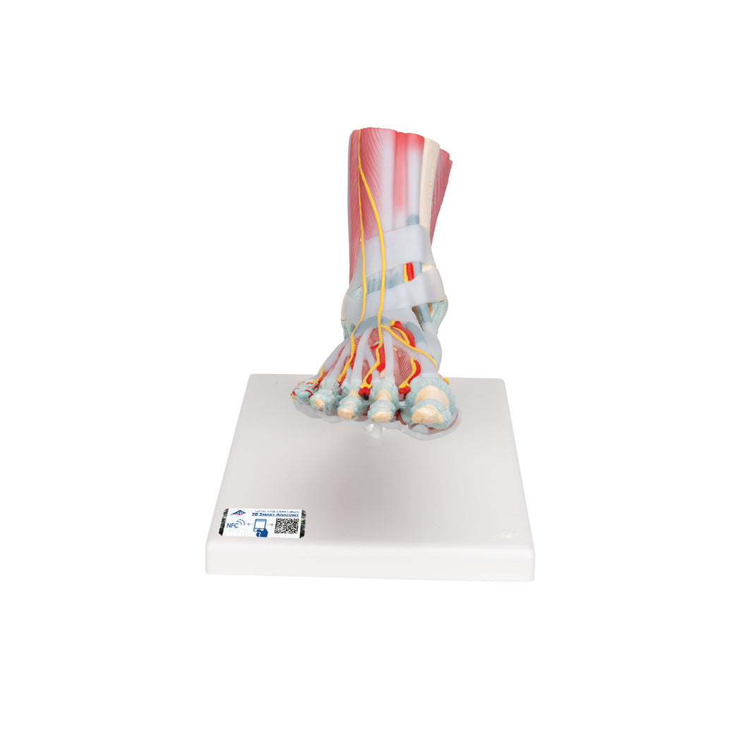 Model de schelet picior cu ligamente şi muşchi - 3B Smart Anatomy