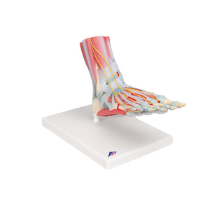 Model de schelet picior cu ligamente şi muşchi - 3B Smart Anatomy